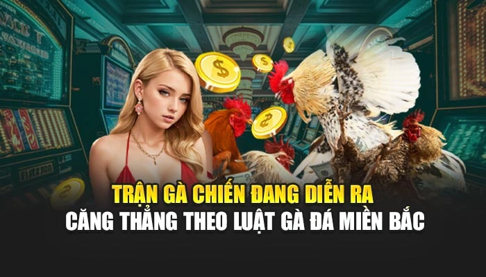 Trận gà chiến đang diễn ra căng thẳng theo luật gà đá miền Bắc